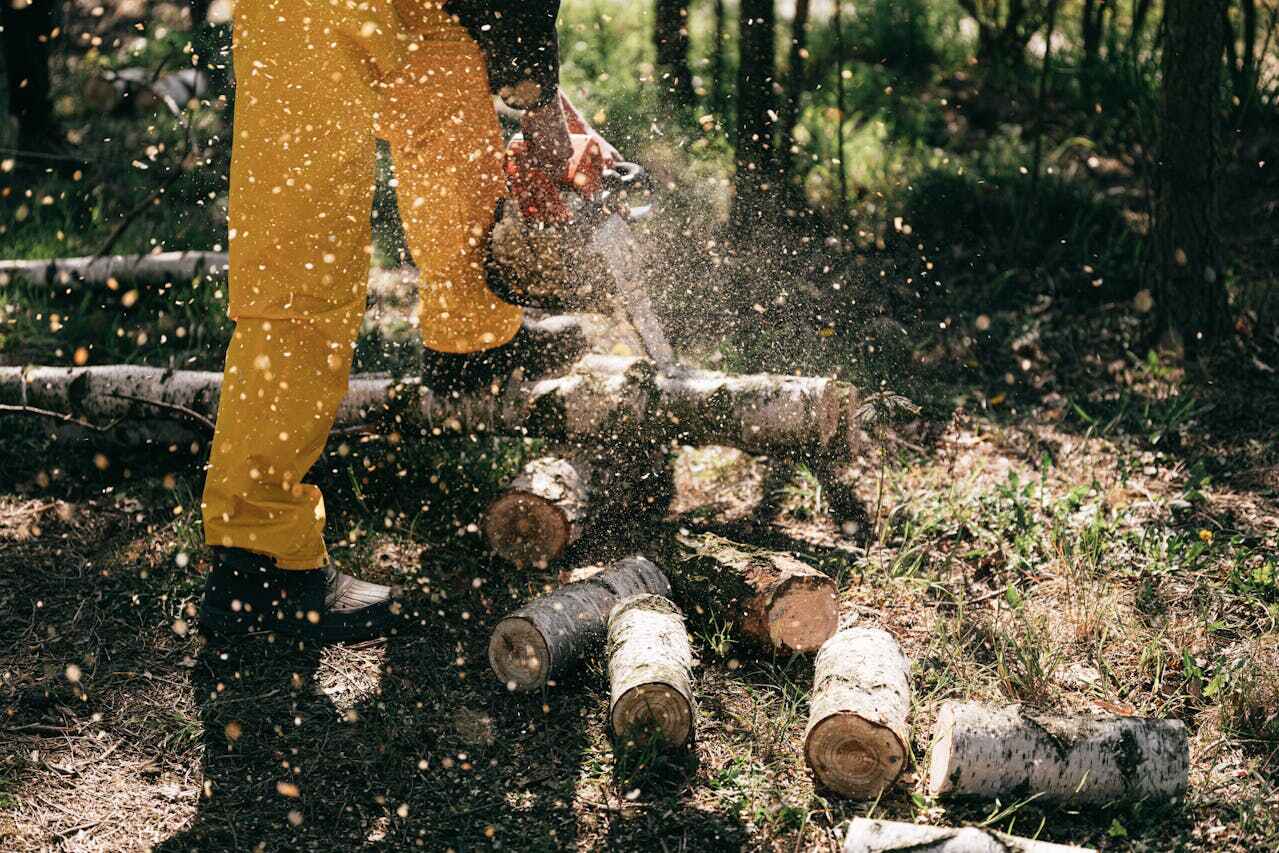 The Steps Involved in Our Tree Care Process in Green Park, MO